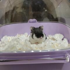 パンダドワーフジャンガリアンハムスター