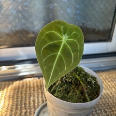 観葉植物　アンスリウム　フォルゲッティの画像