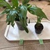 ランキングキーワードに紐づく投稿画像-観葉植物