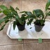 ランキングキーワードに紐づく投稿画像-観葉植物