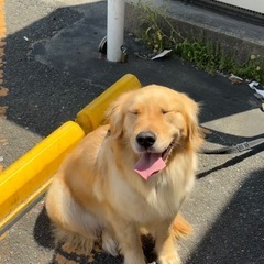 ゴールデンレトリバー