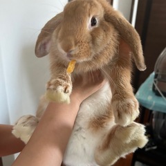 ロップイヤー、うさぎ