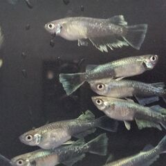 レッドクリフ　８匹✙α　５００円の画像