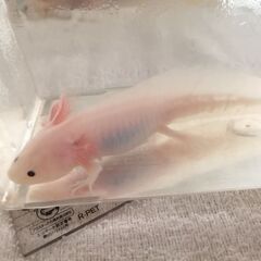 ウーパールーパー　白（黒目）12cmの画像