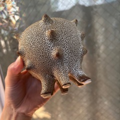 (交渉中)　観葉植物　鉢　ユニークの画像