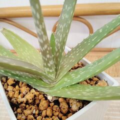 観葉植物の画像
