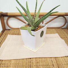 観葉植物の画像