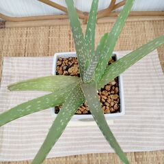 観葉植物の画像