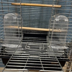 インコ　ホーエイ 35手のり　ホライズン　中古の画像