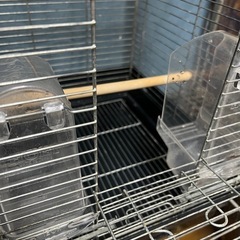 インコ　ホーエイ 35手のり　ホライズン　中古の画像