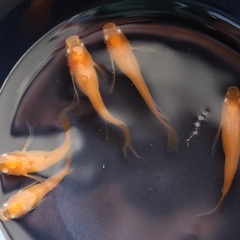 【めだか・メダカ】若魚販売（鏡花菊・プロミネンスダルマ系統） 1匹200円 発送可の画像