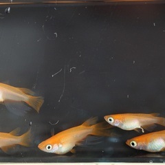 【めだか・メダカ】若魚販売（鏡花菊・プロミネンスダルマ系統） 1匹200円 発送可の画像