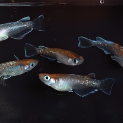 【めだか・メダカ】若魚販売（鏡花菊・プロミネンスダルマ系統） 1匹200円 発送可の画像