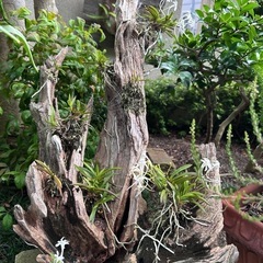 フウラン 風蘭　3の画像