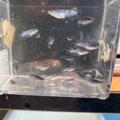 ミッドナイトフリル漆黒メダカの画像