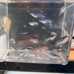 ミッドナイトフリル漆黒メダカの画像