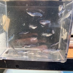 ミッドナイトフリル漆黒メダカの画像