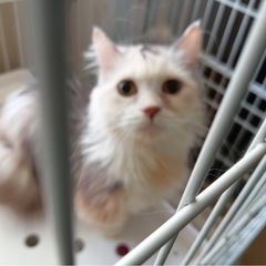 成猫ちゃんの里親募集(ブリーダーさんからのレスキュー)