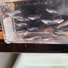 ミッドナイトフリル漆黒メダカの画像