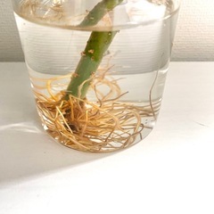 ウンベラータ　水耕栽培　観葉植物の画像