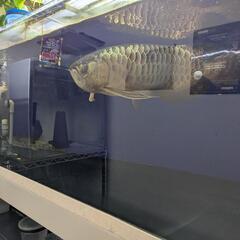 アクリル水槽、アロワナの画像