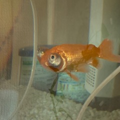 金魚・水槽一式の画像