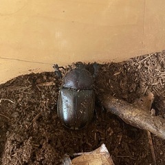 カブトムシ　オス　メス　ペアの画像