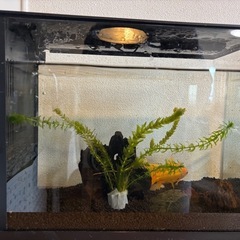 金魚3匹・水槽セットの画像