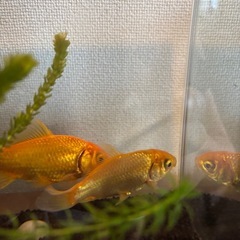 金魚3匹・水槽セットの画像