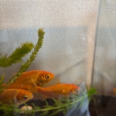 金魚3匹・水槽セットの画像