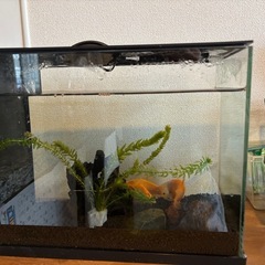 金魚3匹・水槽セットの画像