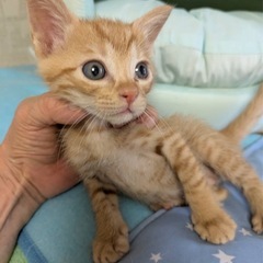 茶トラ男の子　里親募集中！