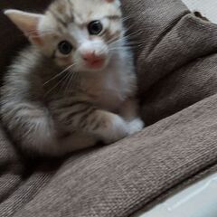 子猫の里親募集