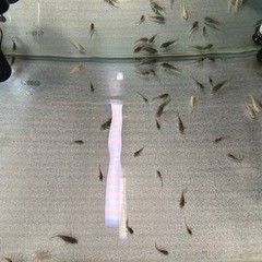 【お話し中】🐠コリドラス ステルバイ  ±3㎝ 1匹200円 No.2の画像