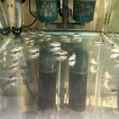 【お話し中】🐠コリドラス ステルバイ  ±3㎝ 1匹200円 No.2の画像