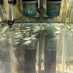 【お話し中】🐠コリドラス ステルバイ  ±3㎝ 1匹200円 No.2の画像