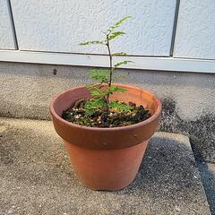 山椒の木の画像