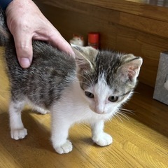 キジ白ちゃん　綺麗なハチワレです੧(❛□❛✿)