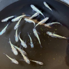 めだか　ネプチューン10匹（サバンナ様個体より）の画像