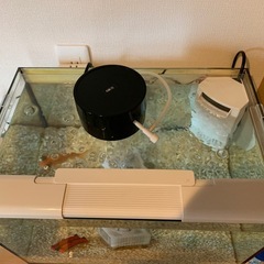 金魚・水槽一式の画像
