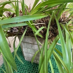 植木①の画像