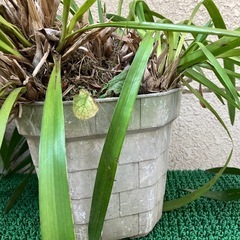 植木①の画像