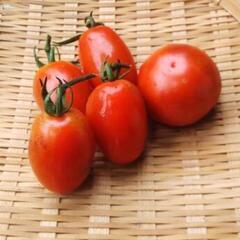 07/22収穫野菜の画像