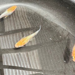 【商談中】メダカ紅凛ラメの画像