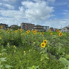 ひまわり　の画像