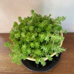 セダム鉢植えの画像