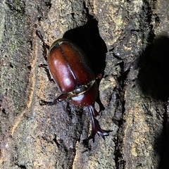 国産レッドカブトの画像