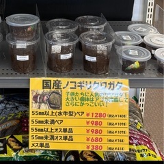 ノコギリクワガタ（ペア）の画像