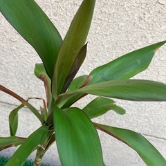 植木②
の画像