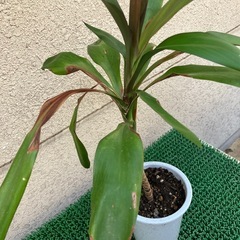 植木②
の画像